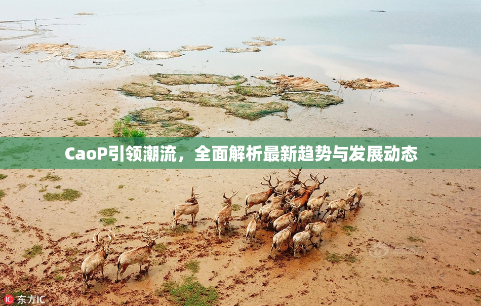 CaoP引领潮流，全面解析最新趋势与发展动态