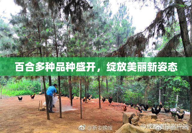 百合多种品种盛开，绽放美丽新姿态