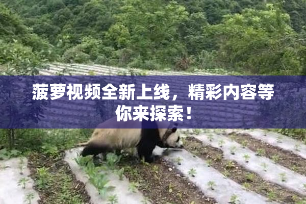 菠萝视频全新上线，精彩内容等你来探索！