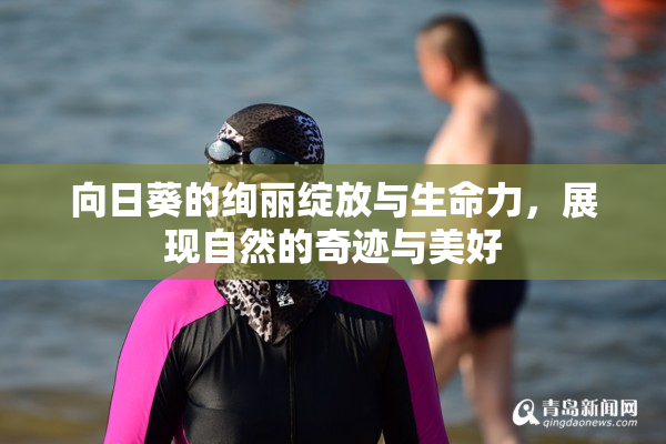 向日葵的绚丽绽放与生命力，展现自然的奇迹与美好