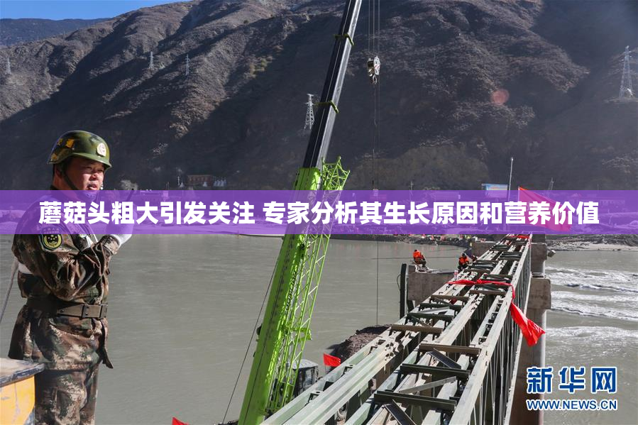 蘑菇头粗大引发关注 专家分析其生长原因和营养价值