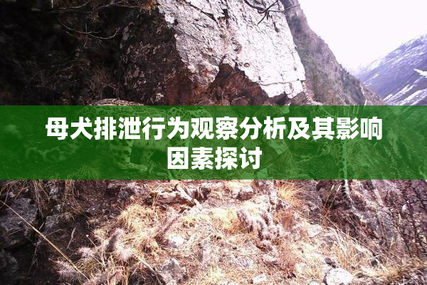 母犬排泄行为观察分析及其影响因素探讨
