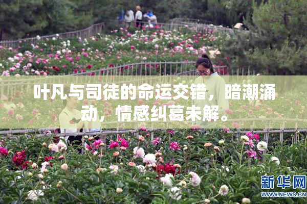 叶凡与司徒的命运交错，暗潮涌动，情感纠葛未解。