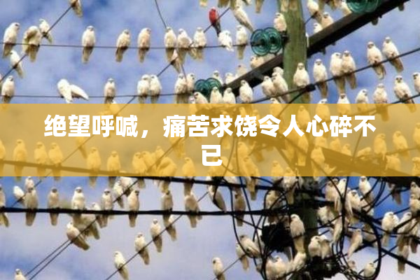 绝望呼喊，痛苦求饶令人心碎不已