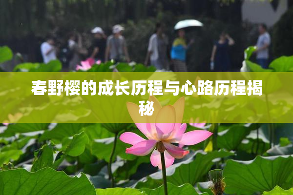 春野樱的成长历程与心路历程揭秘