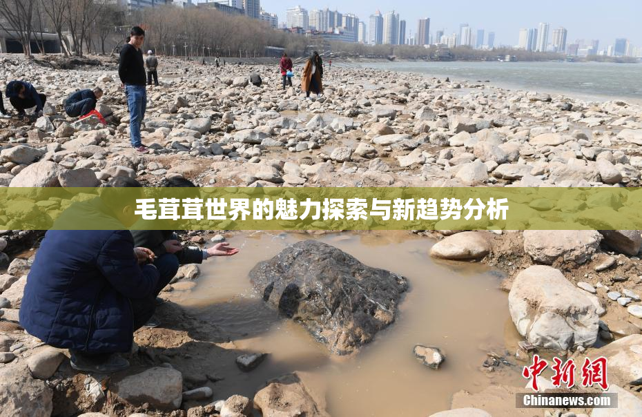 毛茸茸世界的魅力探索与新趋势分析