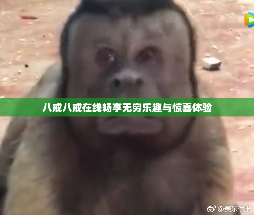 八戒八戒在线畅享无穷乐趣与惊喜体验