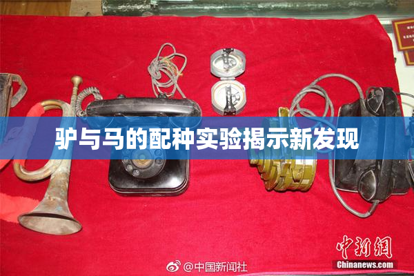 驴与马的配种实验揭示新发现