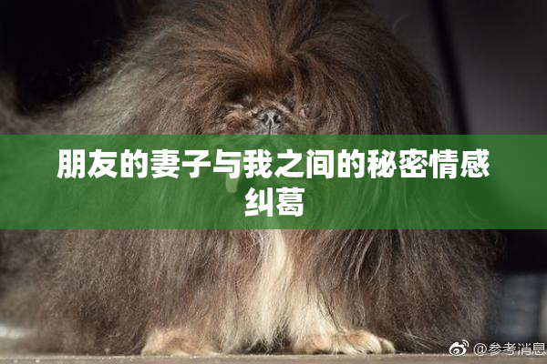 朋友的妻子与我之间的秘密情感纠葛