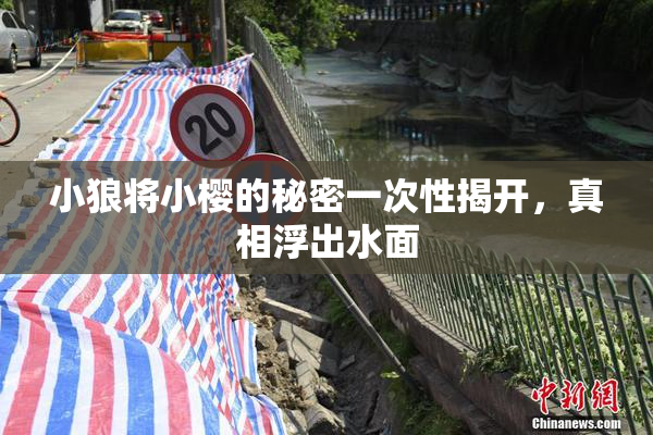 小狼将小樱的秘密一次性揭开，真相浮出水面