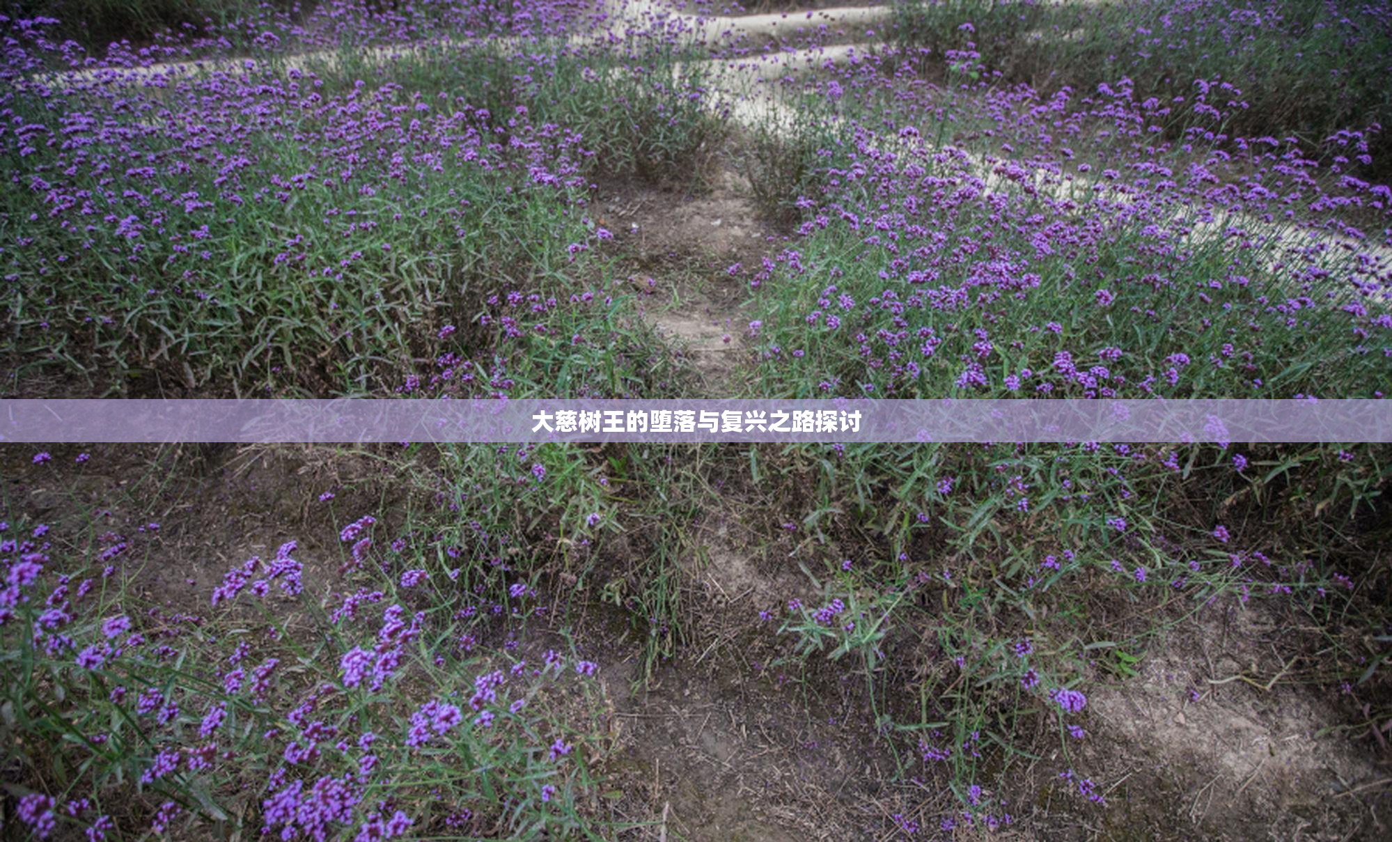 大慈树王的堕落与复兴之路探讨