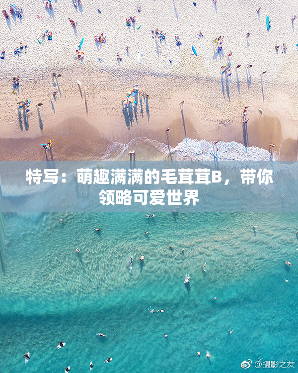 特写：萌趣满满的毛茸茸B，带你领略可爱世界