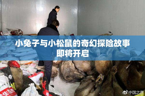 小兔子与小松鼠的奇幻探险故事即将开启