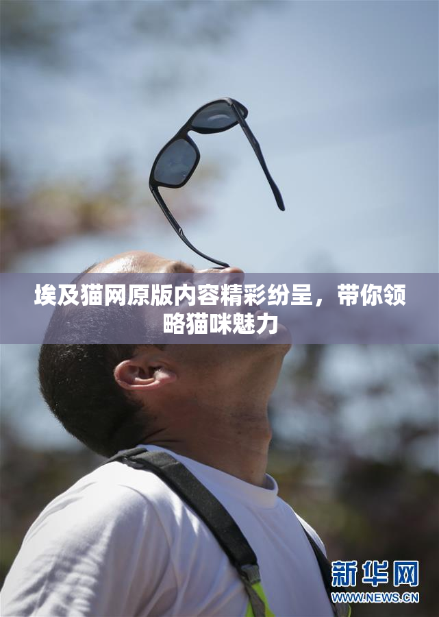 埃及猫网原版内容精彩纷呈，带你领略猫咪魅力