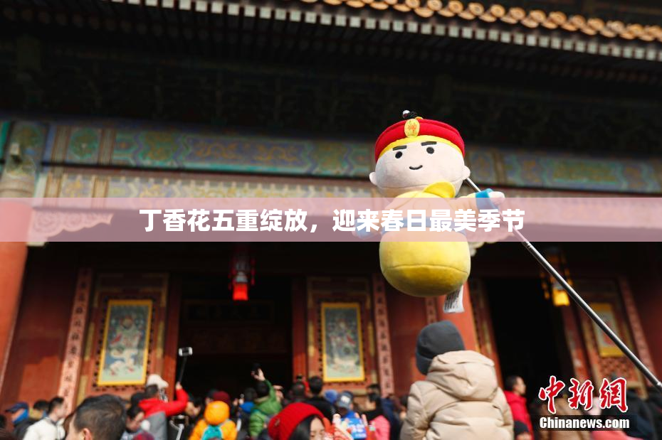 丁香花五重绽放，迎来春日最美季节