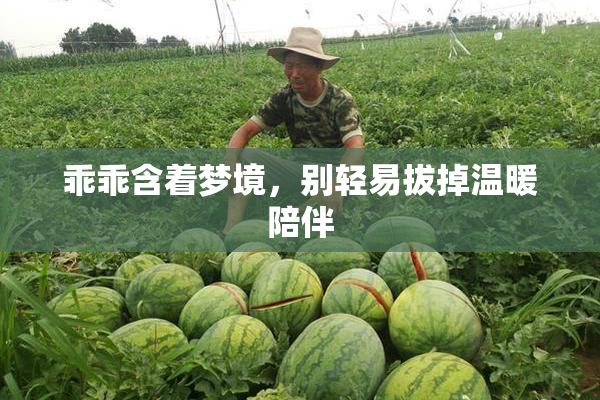 乖乖含着梦境，别轻易拔掉温暖陪伴