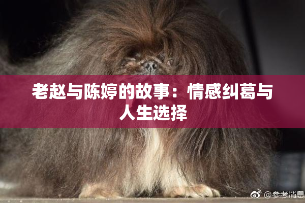 老赵与陈婷的故事：情感纠葛与人生选择