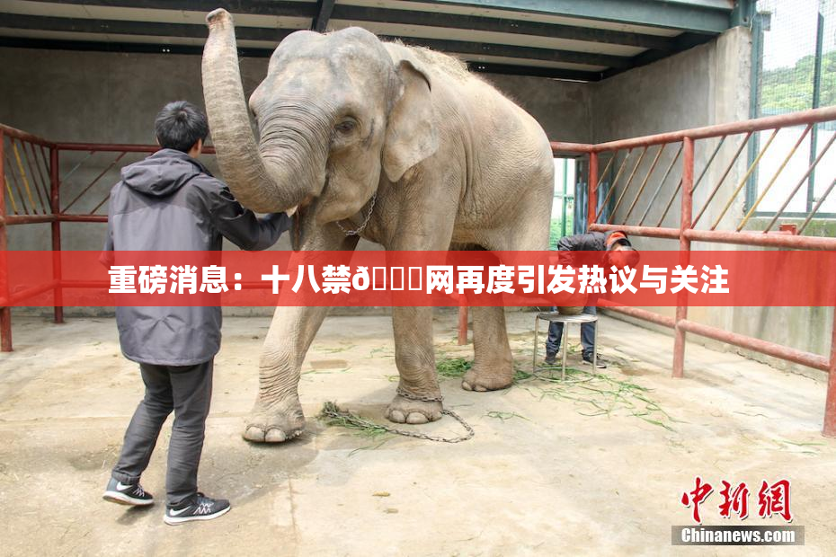 重磅消息：十八禁🔞网再度引发热议与关注