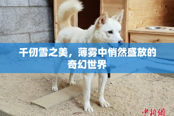 千仞雪之美，薄雾中悄然盛放的奇幻世界