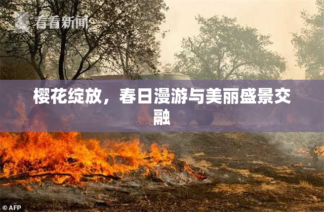 樱花绽放，春日漫游与美丽盛景交融