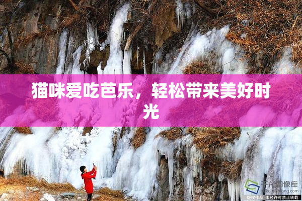 猫咪爱吃芭乐，轻松带来美好时光