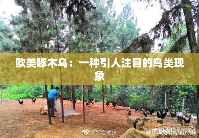 欧美啄木乌：一种引人注目的鸟类现象