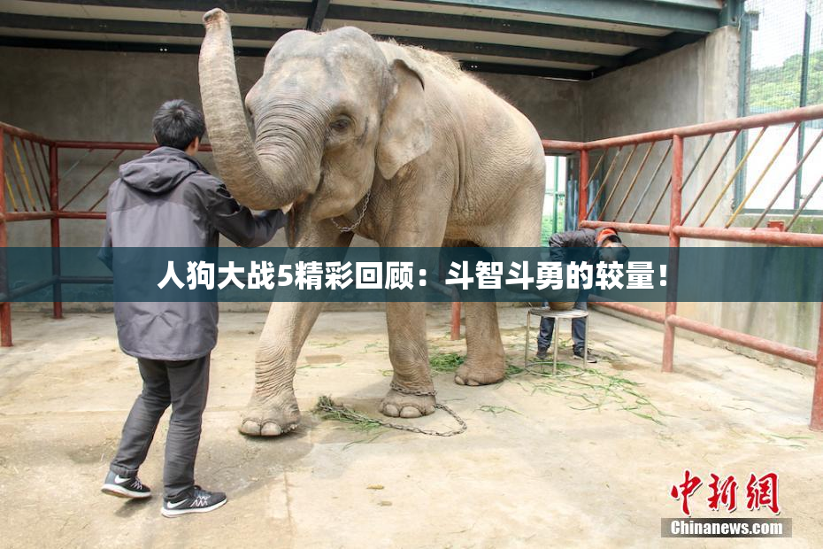 人狗大战5精彩回顾：斗智斗勇的较量！