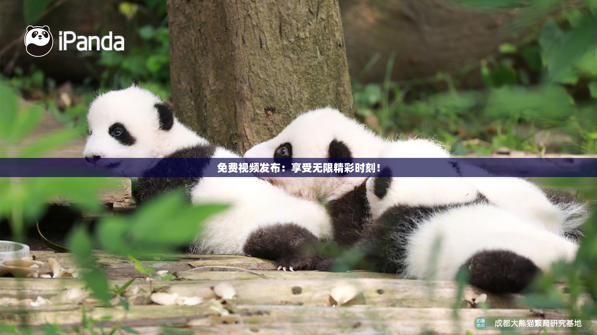 免费视频发布：享受无限精彩时刻！