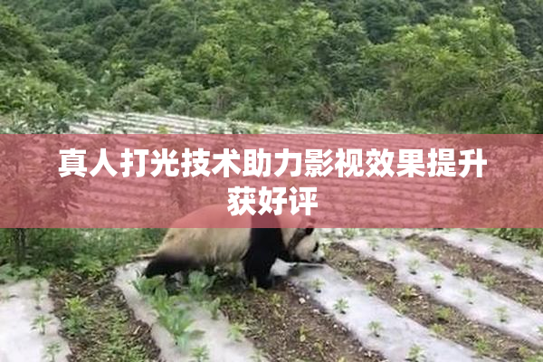 真人打光技术助力影视效果提升获好评