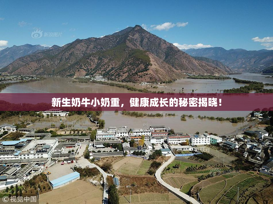 新生奶牛小奶重，健康成长的秘密揭晓！