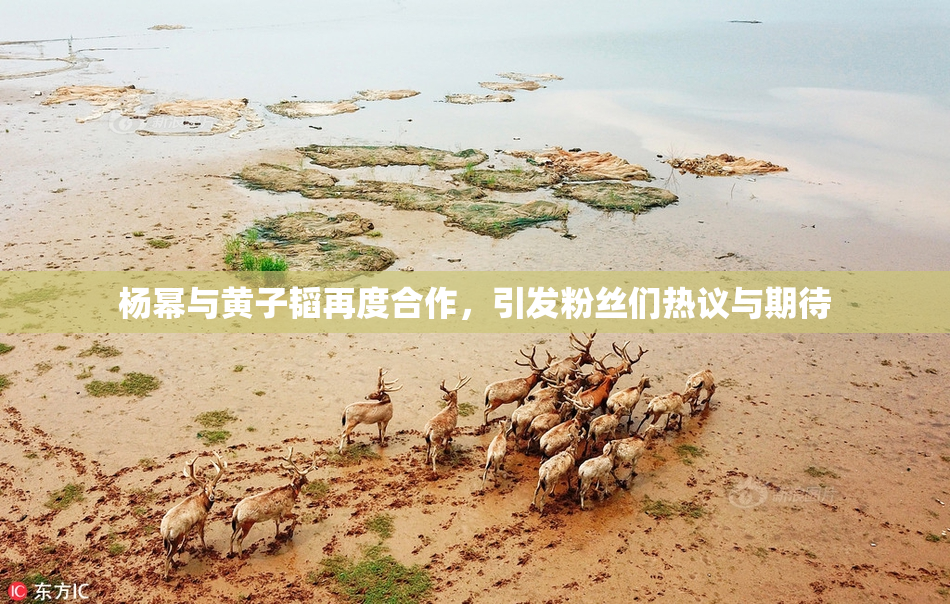 杨幂与黄子韬再度合作，引发粉丝们热议与期待