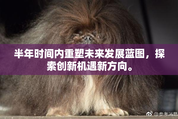 半年时间内重塑未来发展蓝图，探索创新机遇新方向。