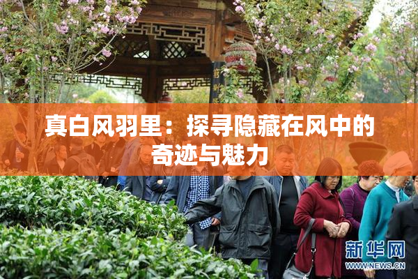 真白风羽里：探寻隐藏在风中的奇迹与魅力