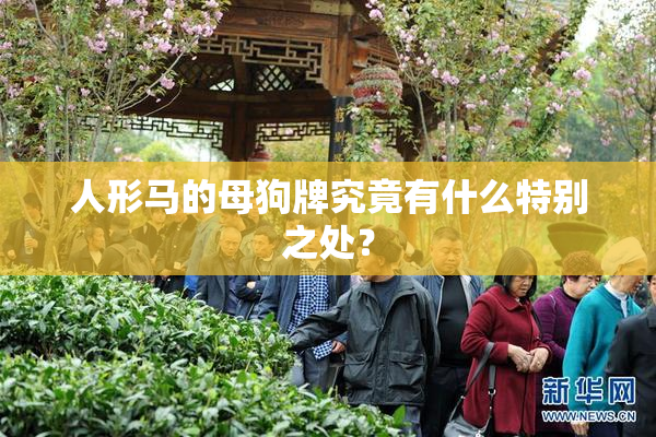 人形马的母狗牌究竟有什么特别之处？