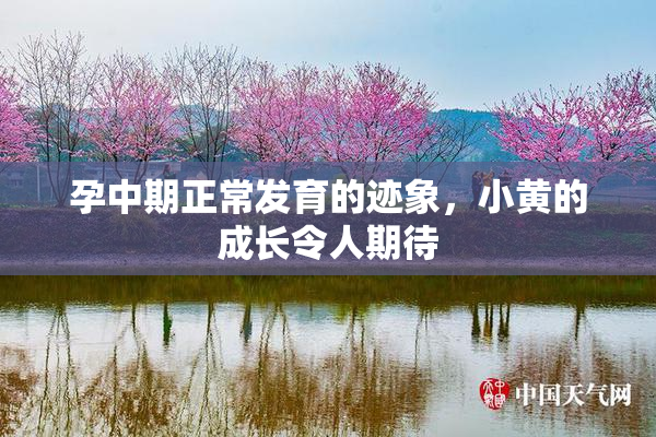 孕中期正常发育的迹象，小黄的成长令人期待