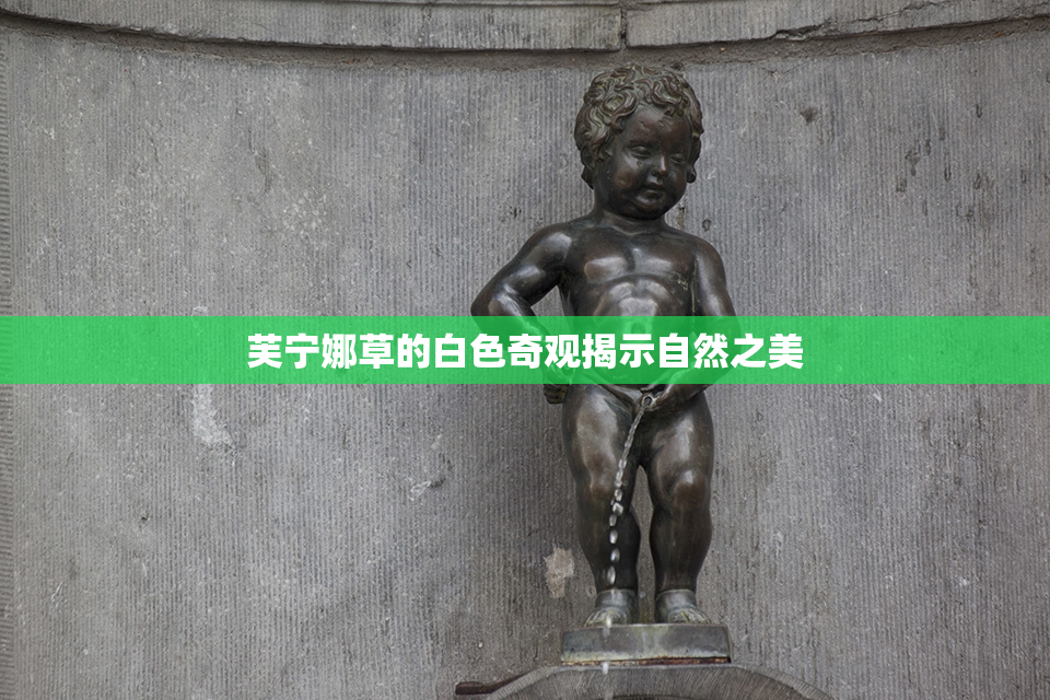 芙宁娜草的白色奇观揭示自然之美