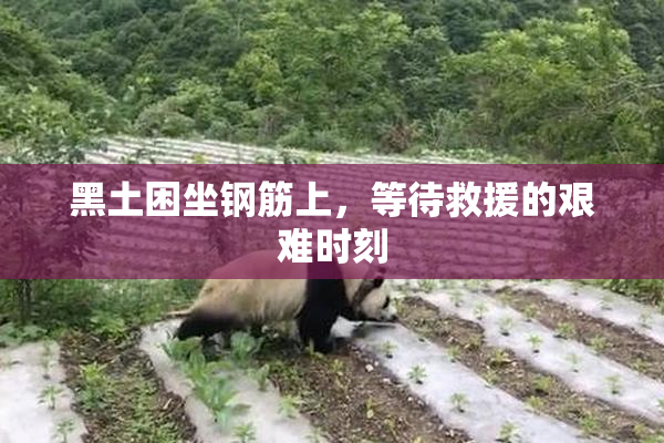 黑土困坐钢筋上，等待救援的艰难时刻
