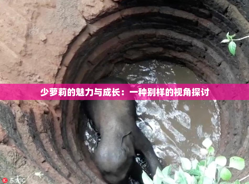 少萝莉的魅力与成长：一种别样的视角探讨
