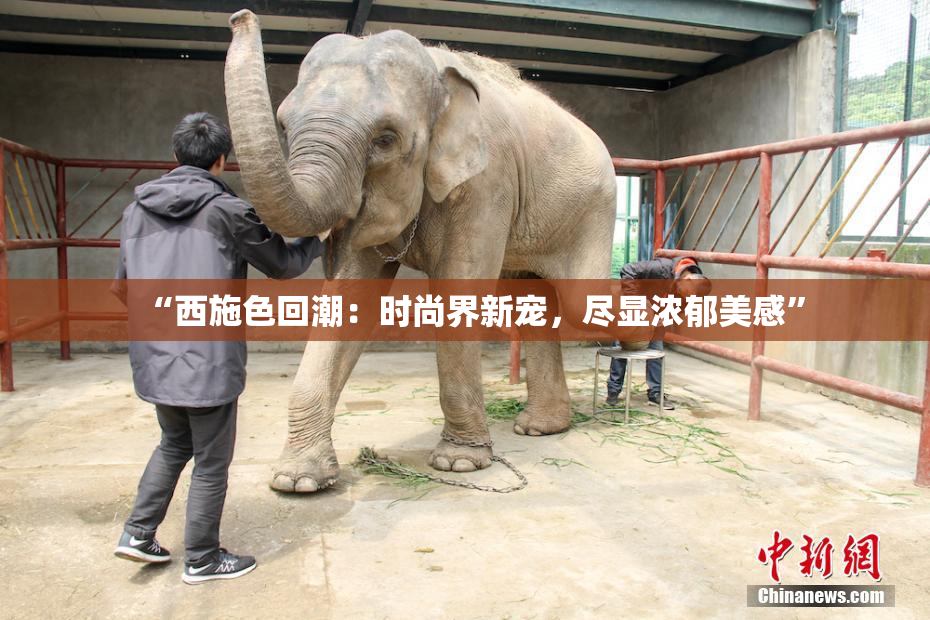 “西施色回潮：时尚界新宠，尽显浓郁美感”