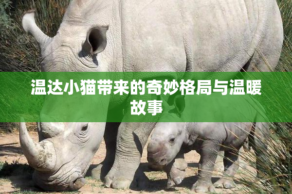 温达小猫带来的奇妙格局与温暖故事