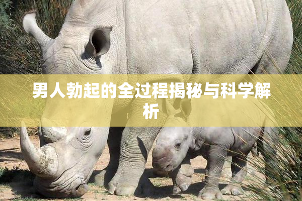 男人勃起的全过程揭秘与科学解析