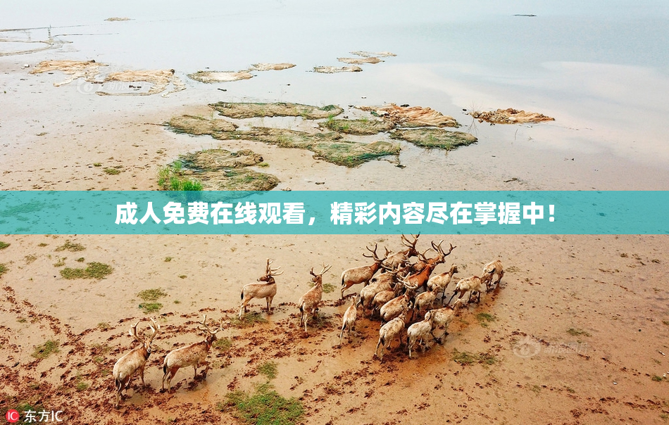 成人免费在线观看，精彩内容尽在掌握中！