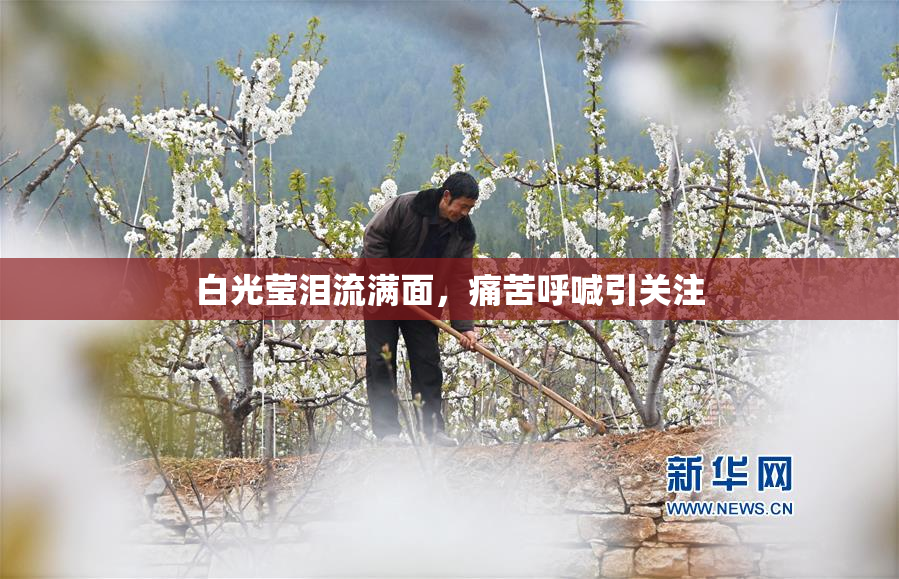 白光莹泪流满面，痛苦呼喊引关注
