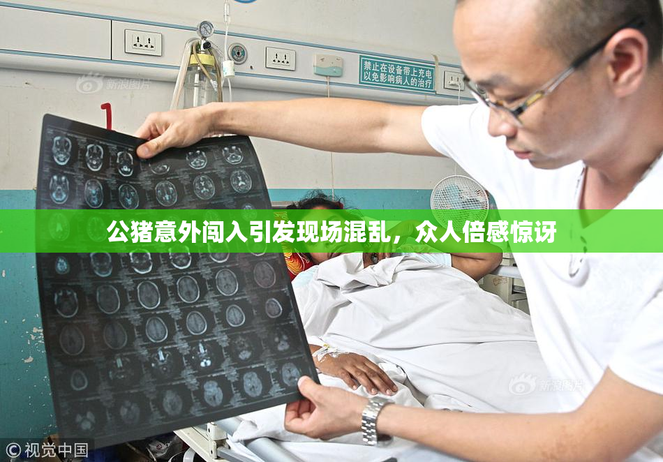 公猪意外闯入引发现场混乱，众人倍感惊讶