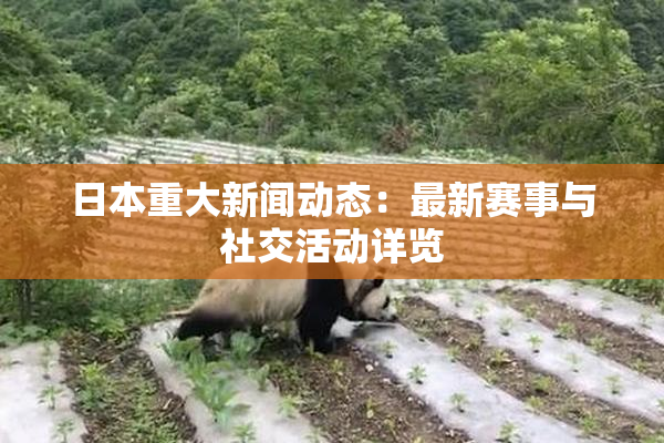 日本重大新闻动态：最新赛事与社交活动详览