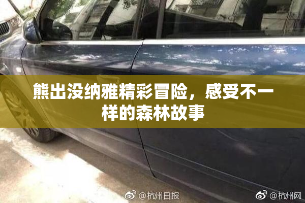 熊出没纳雅精彩冒险，感受不一样的森林故事