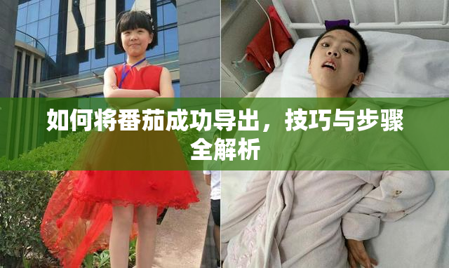 如何将番茄成功导出，技巧与步骤全解析