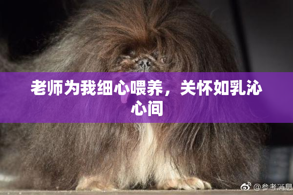 老师为我细心喂养，关怀如乳沁心间