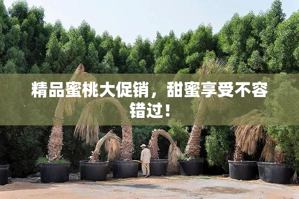 精品蜜桃大促销，甜蜜享受不容错过！