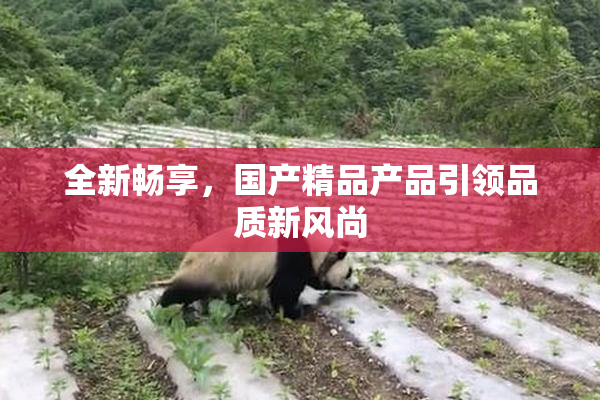 全新畅享，国产精品产品引领品质新风尚